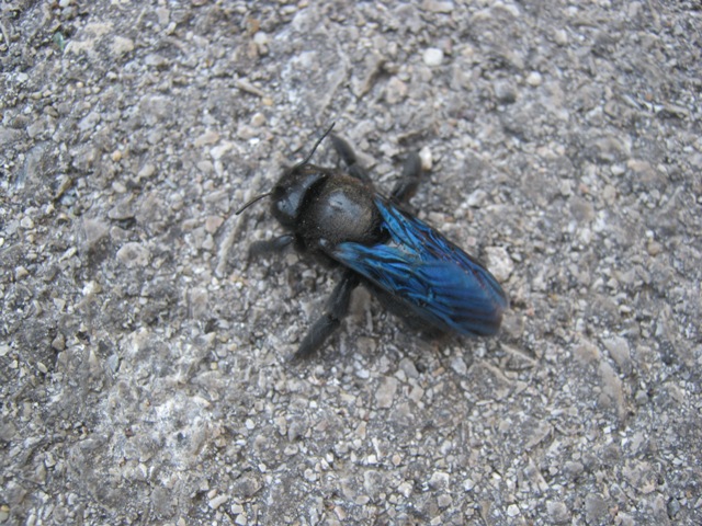 Xilocopa sp.